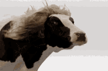 Cow Moo